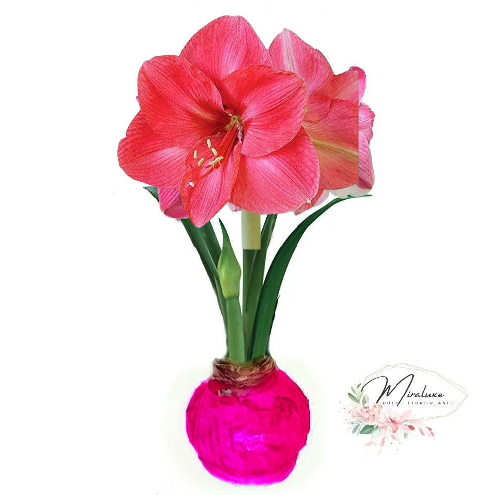 Amaryllis Bolero în ceară