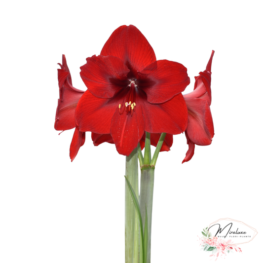 Amaryllis Andes Sunshine