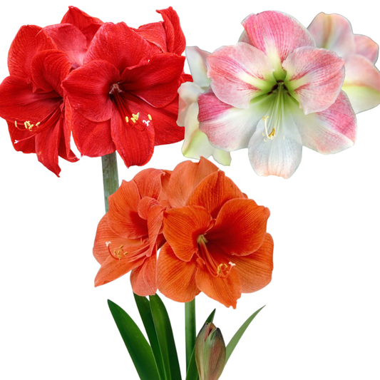Amaryllis Mini Mix (2 bulbi)