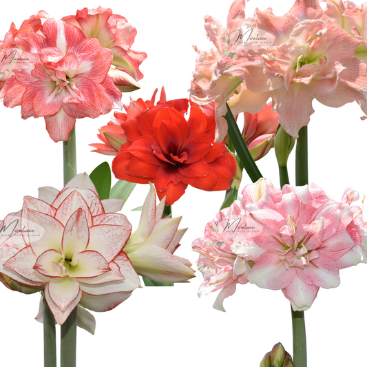 Amaryllis Mix Tika