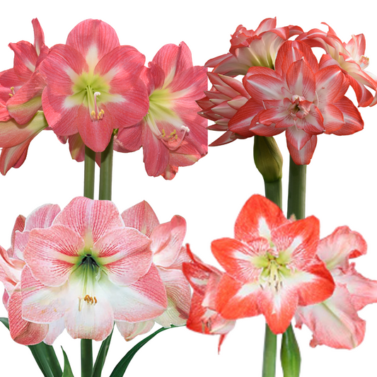 Amaryllis Mix în două culori (4 bucăți)