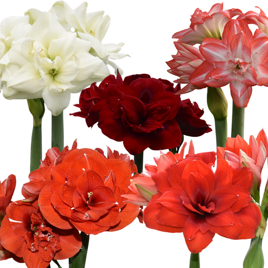 Amaryllis Mix Dublu (5 bucăți)