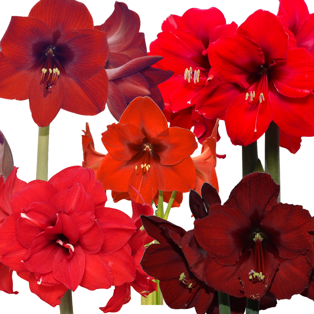 Amaryllis Mix Roșu (5 bucăți)