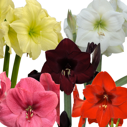 Amaryllis Mix (5 bucăți)