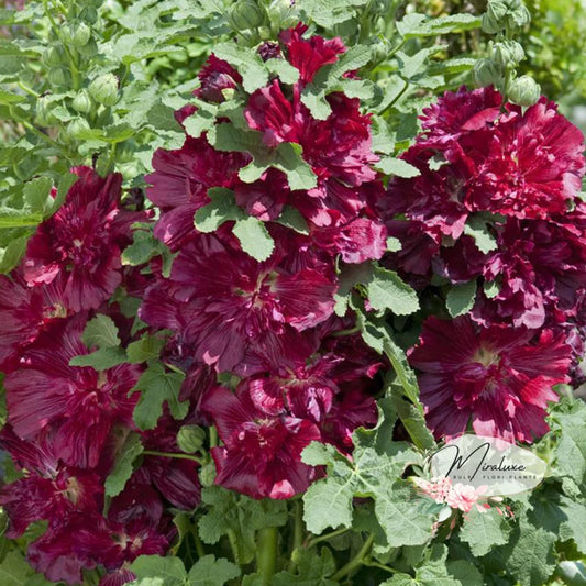 Alcea Crimson