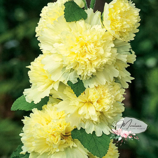 Alcea Lemon