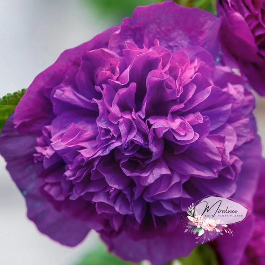 Alcea Purple