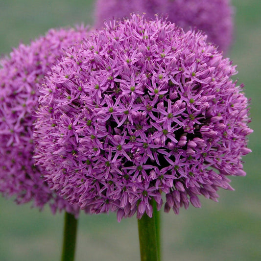 Alium Gladiator