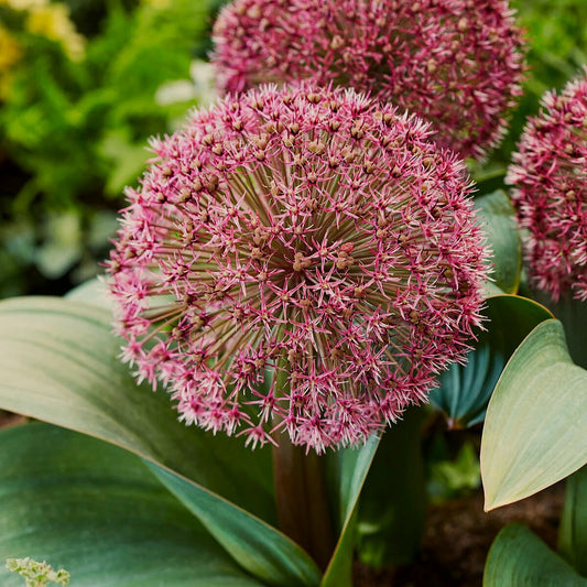 Alium Red Giant