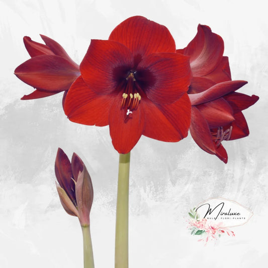 Amaryllis Andes Fever