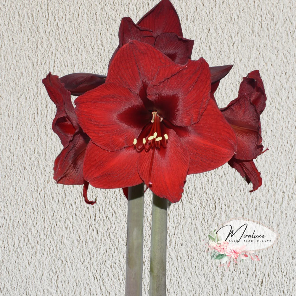 Amaryllis Andes Fire