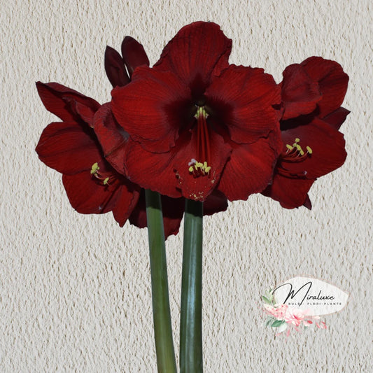 Amaryllis Andes Sunset