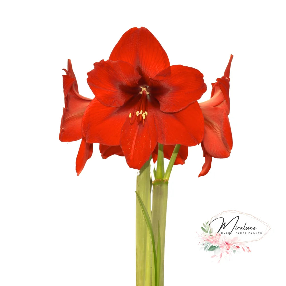 Amaryllis Andes Sunshine