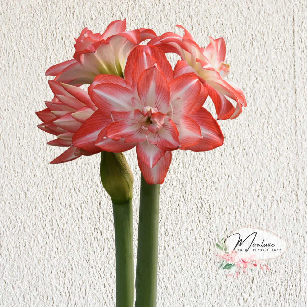 Amaryllis Blossom Peacock