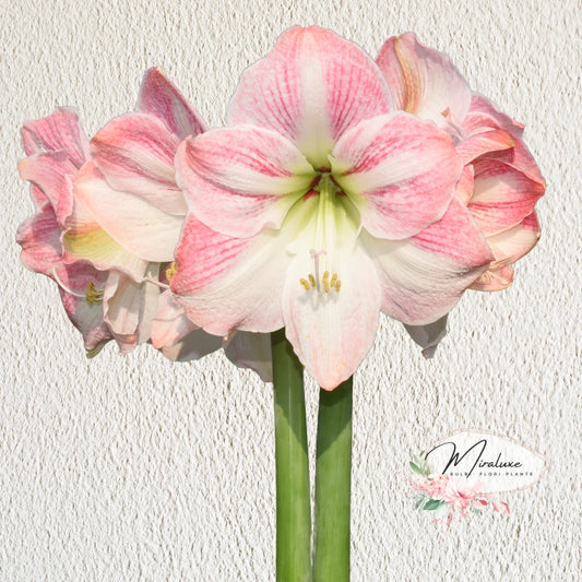 Amaryllis Cherry Blossom