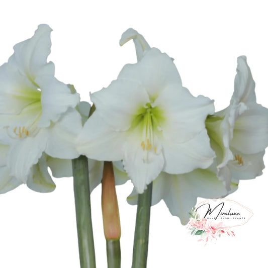 Amaryllis Denver Amaryllis