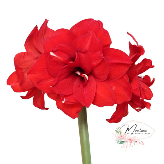 Amaryllis Double King Amaryllis