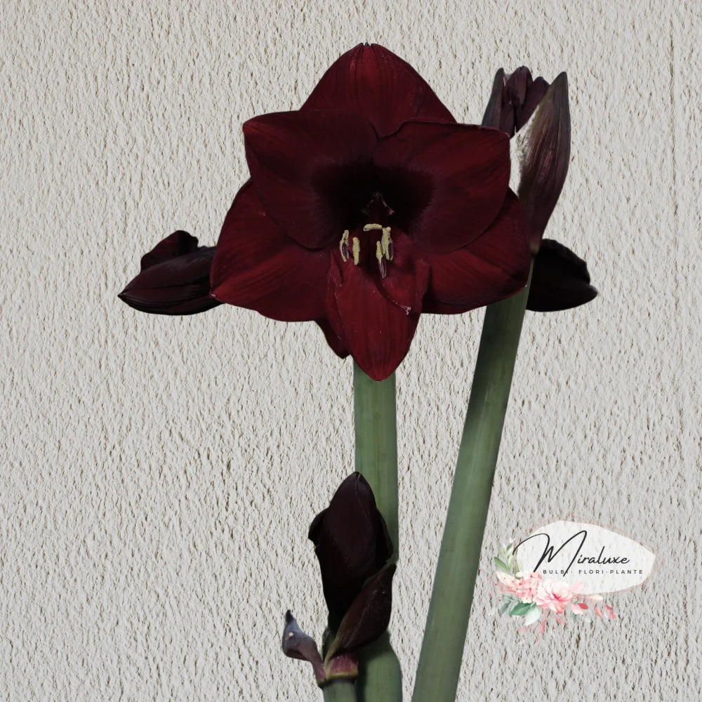 Amaryllis Mandela