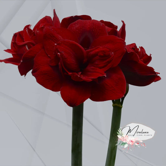 Amaryllis Maroon Symphony