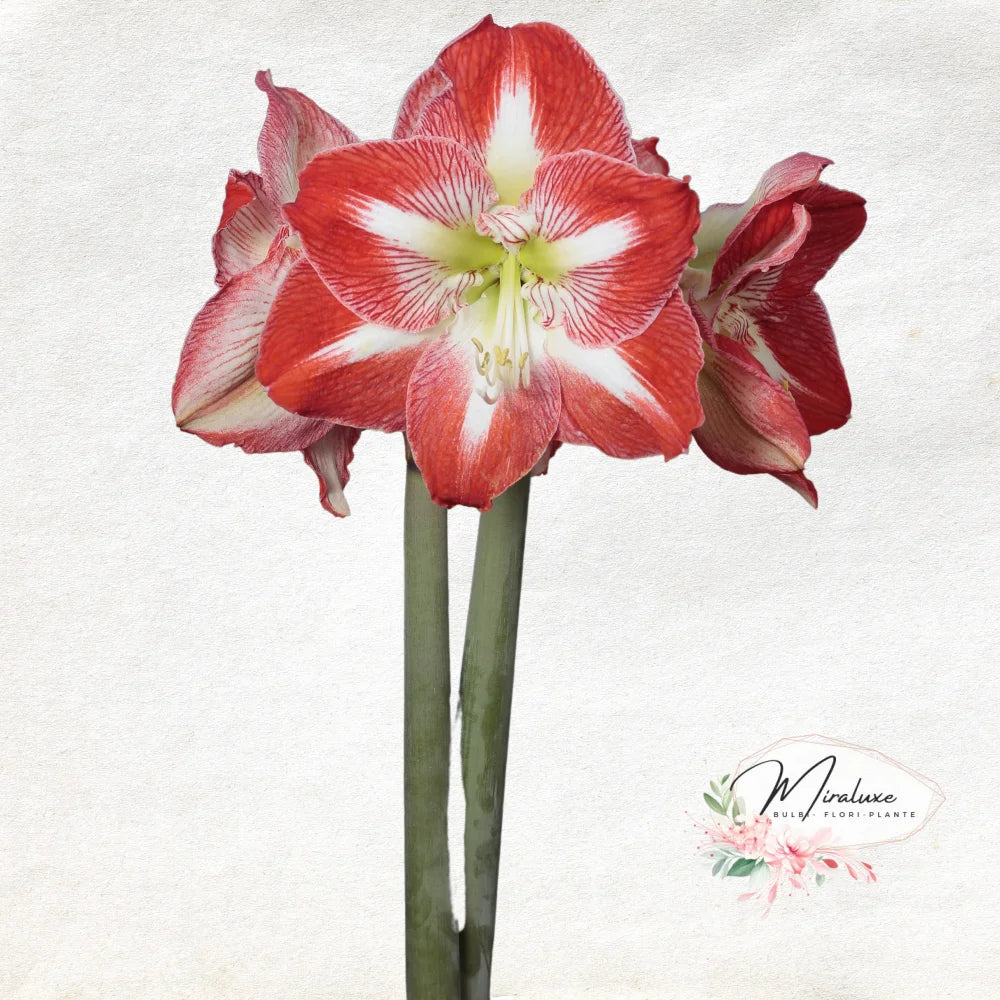 Amaryllis Minerva