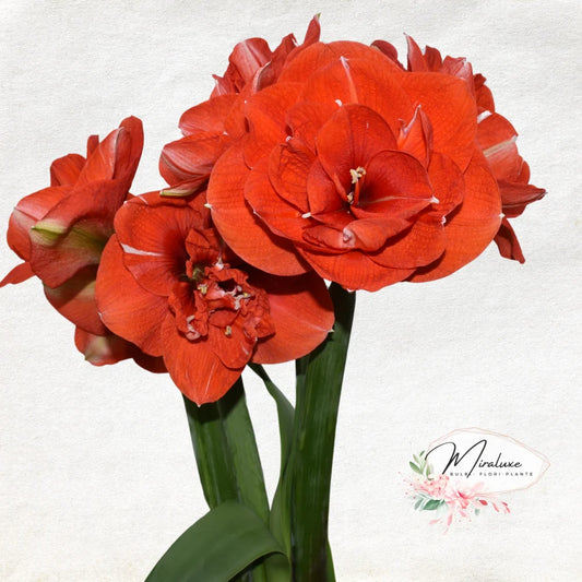 Amaryllis Nyora