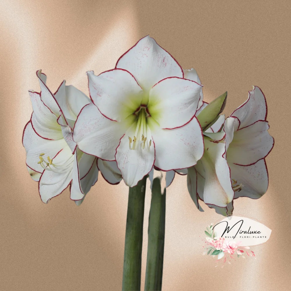 Amaryllis Picasso