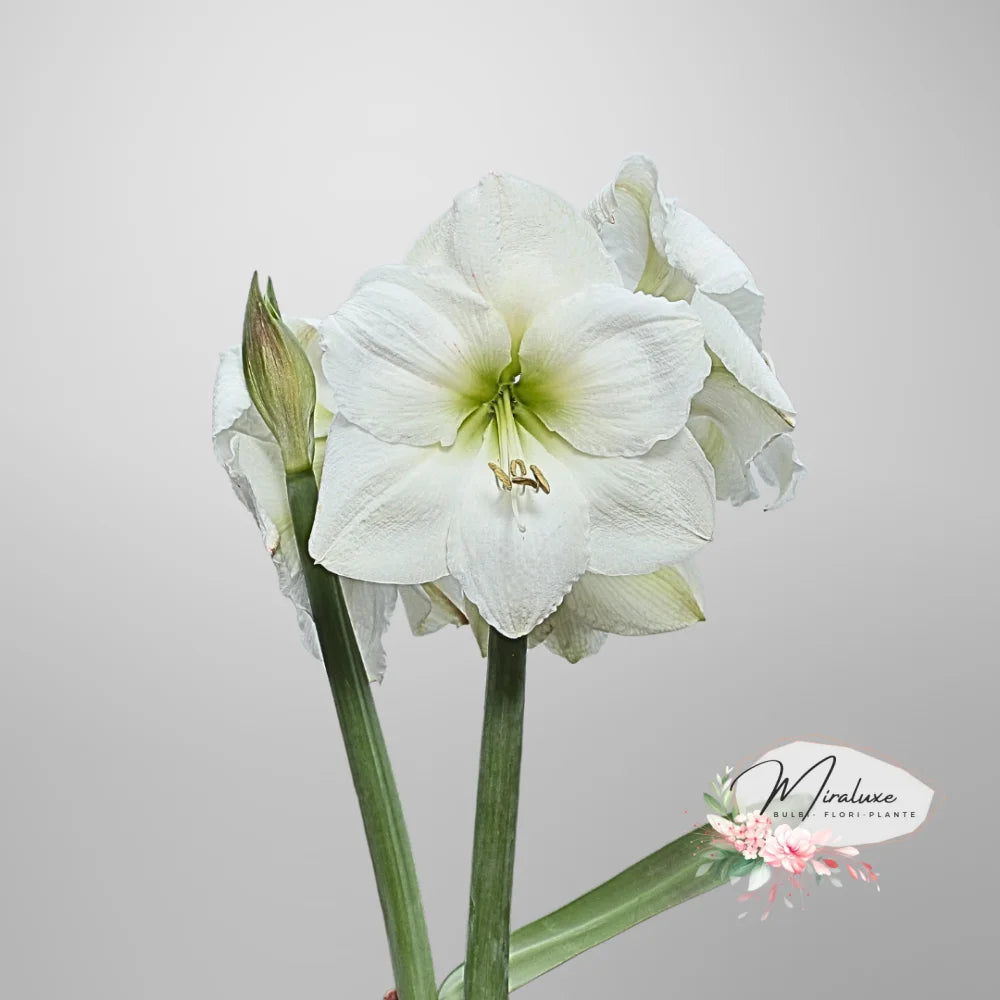 Amaryllis White Candle