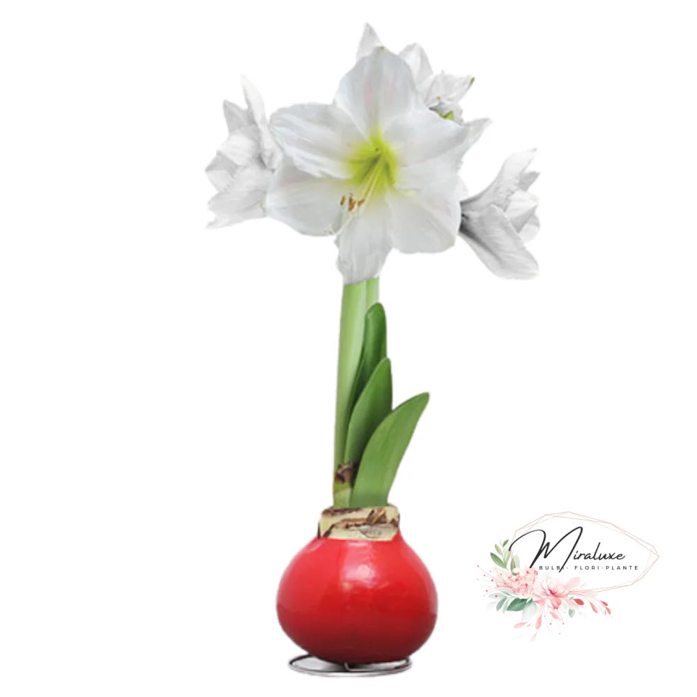 Amaryllis White Candle În Ceară