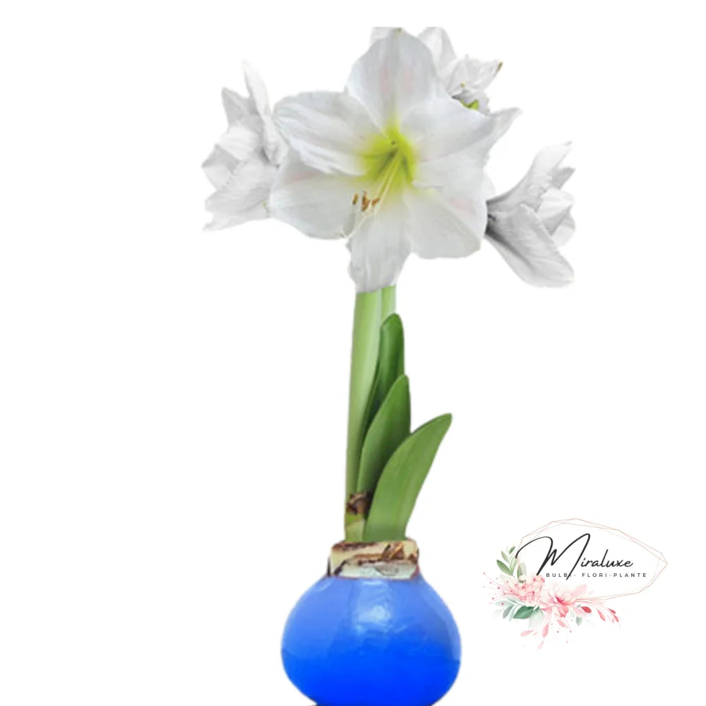 Amaryllis White Candle În Ceară Albastru