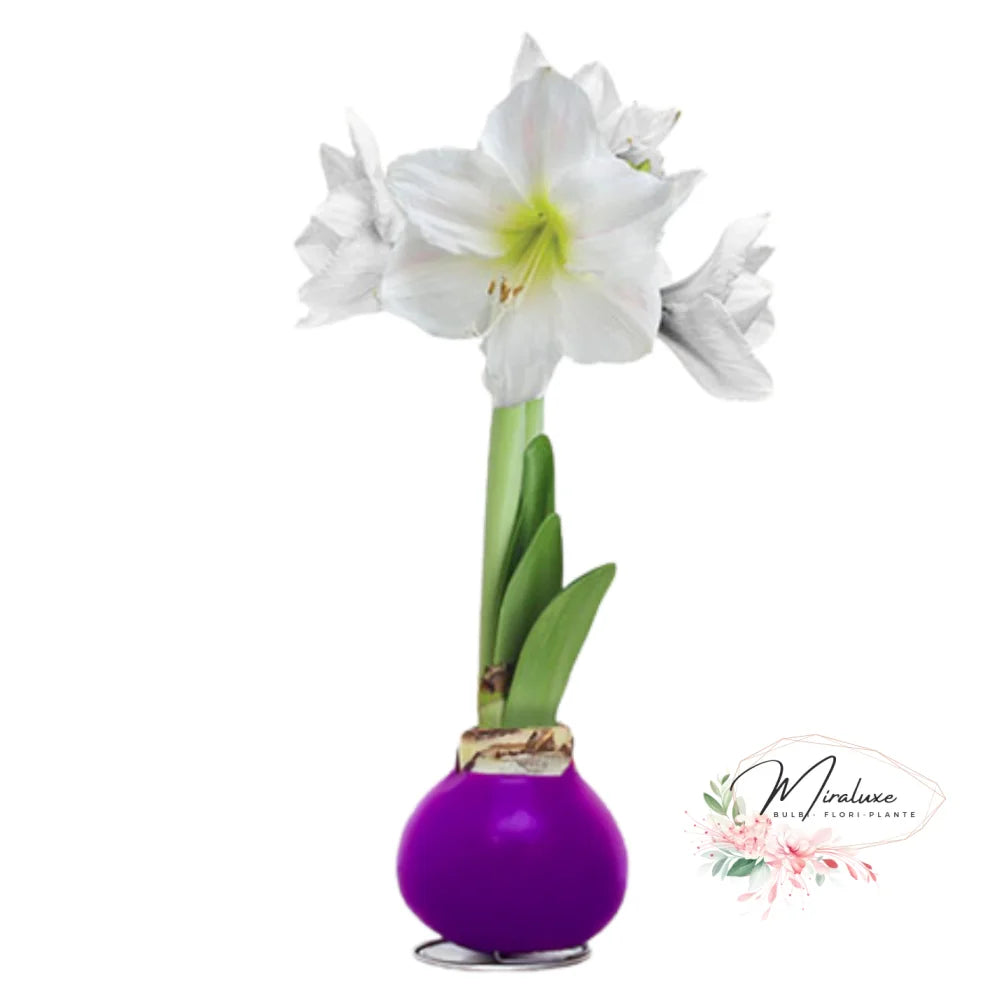 Amaryllis White Candle În Ceară Mov