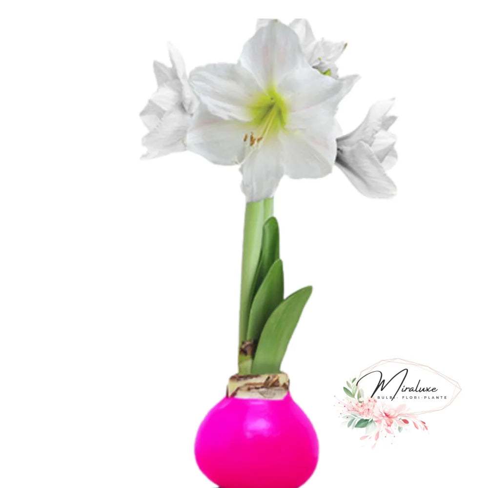 Amaryllis White Candle În Ceară Roz