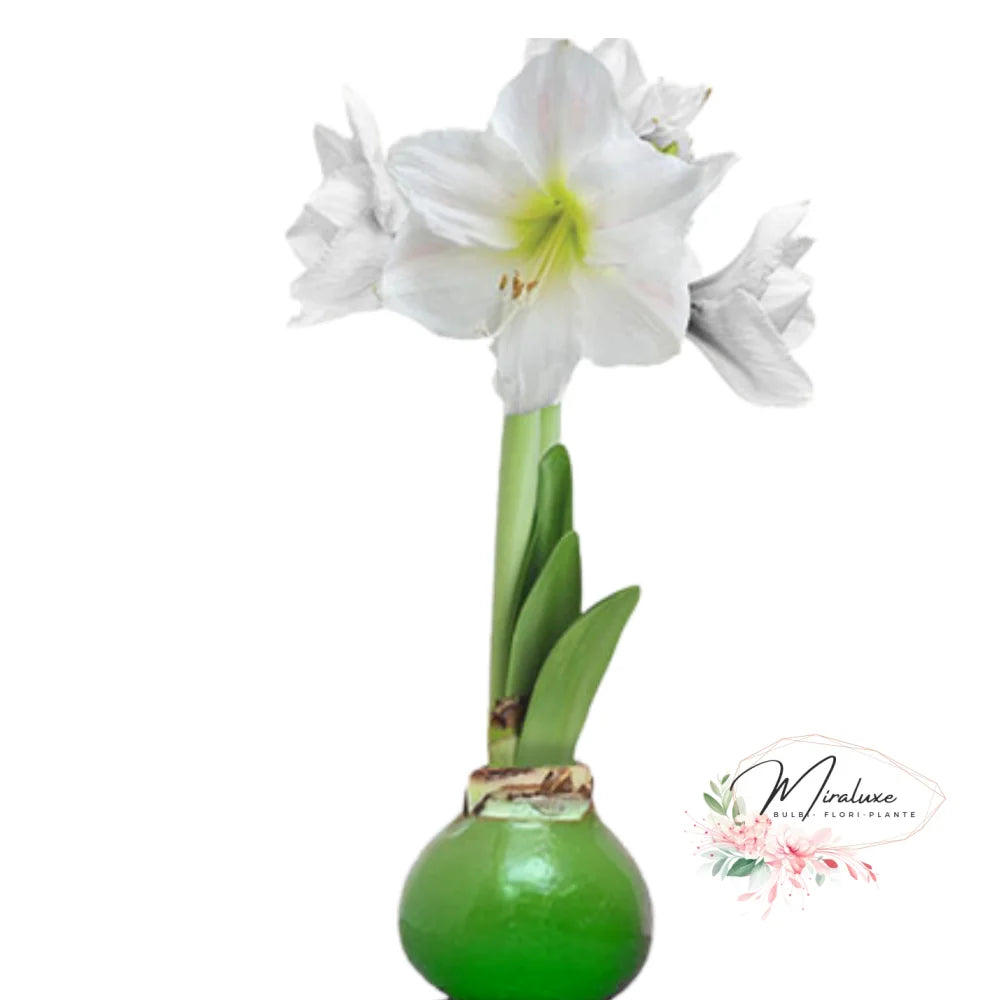 Amaryllis White Candle În Ceară Verde