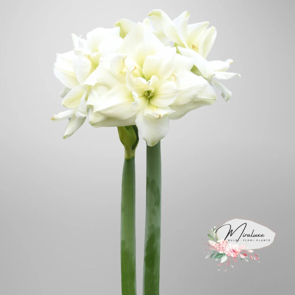 Amaryllis White Symphony