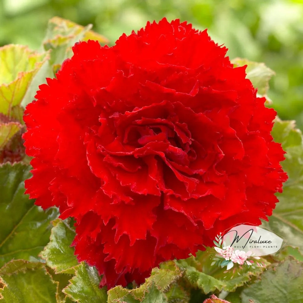 Begonia Fimbriata Red