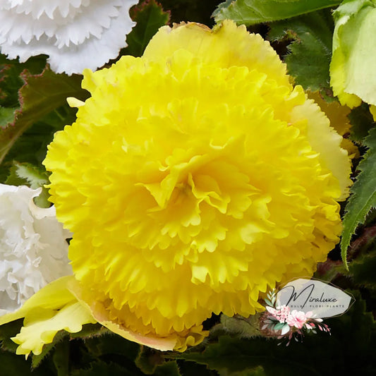 Begonia Fimbriata Yellow