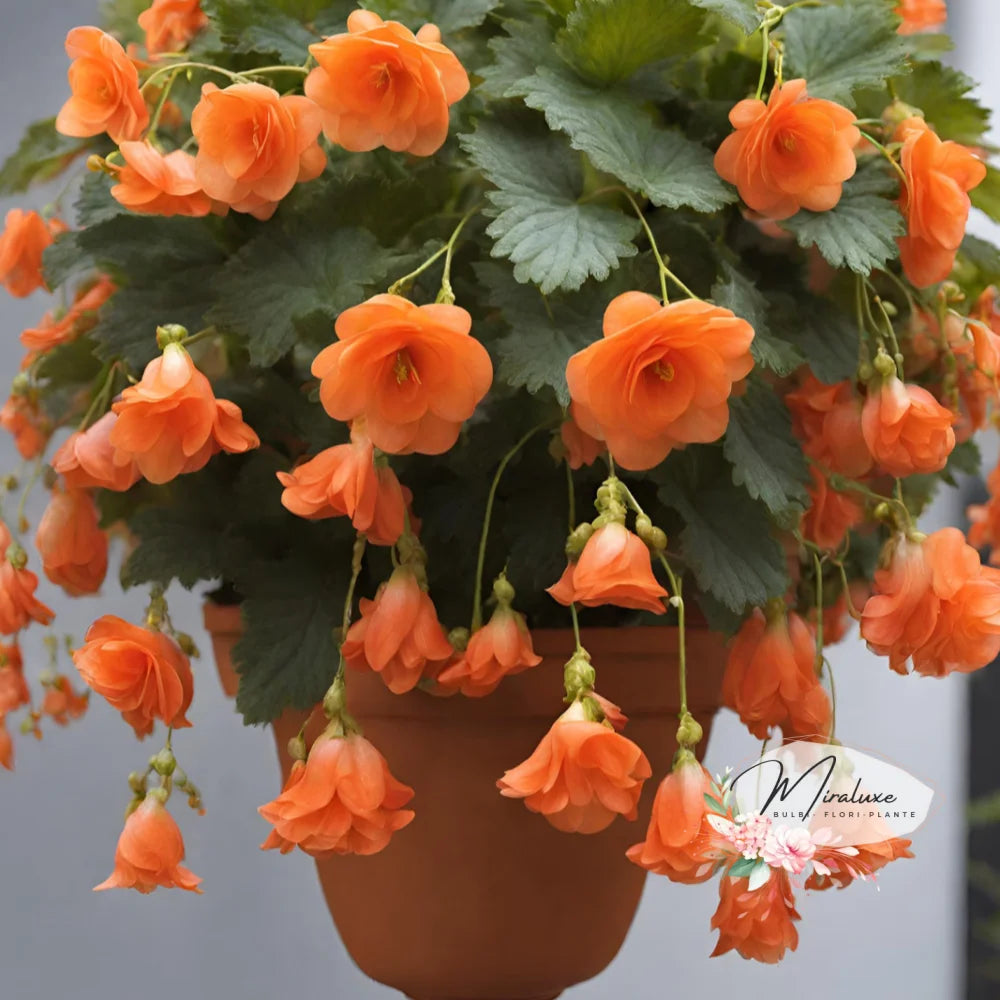 Begonia Pendula Orange