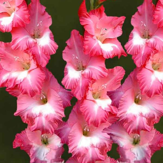 Gladiole Big Business