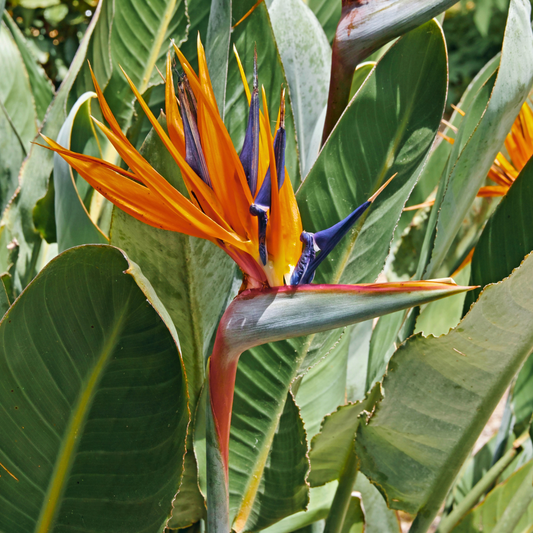 Sterlitzia (Pasărea Paradisului)