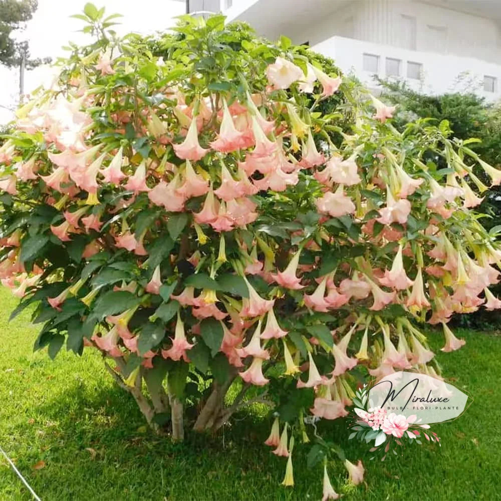 Brugmansia (Trompeta Îngerilor) Pink