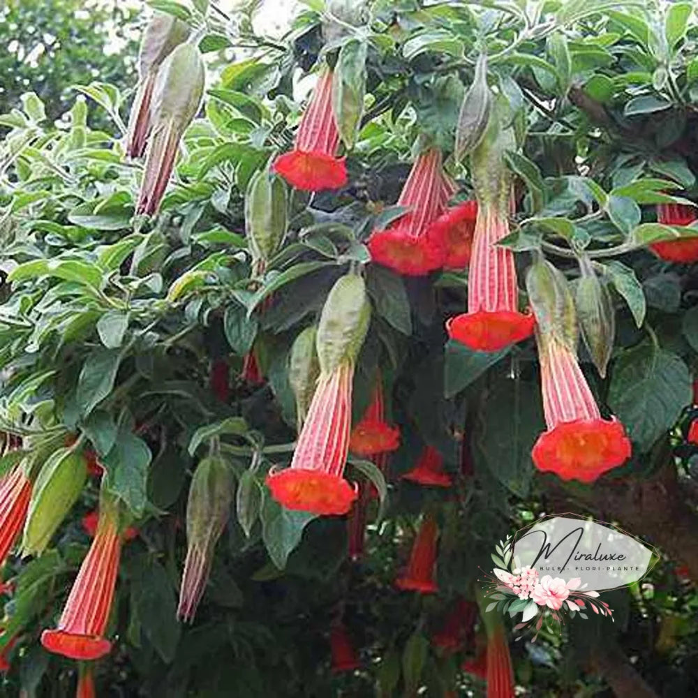 Brugmansia (Trompeta Îngerilor) Red