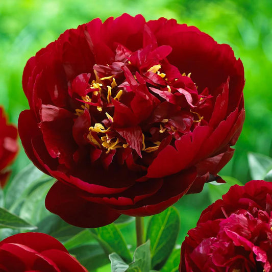 Bujor Buckeye Belle