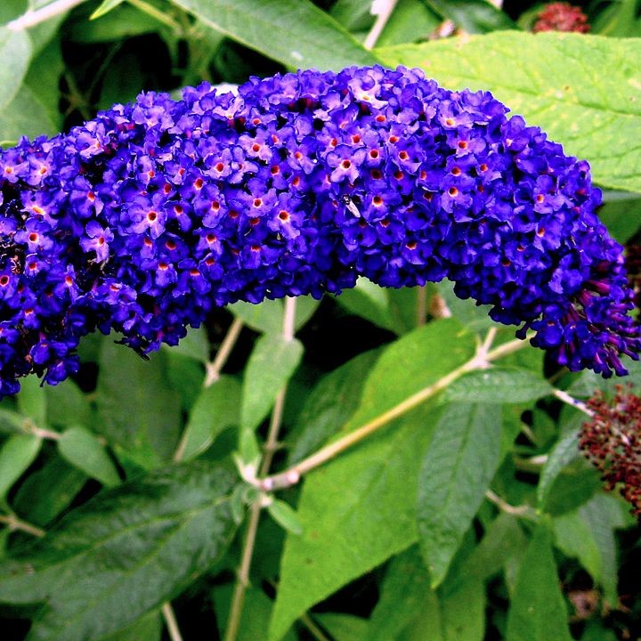 Liliac de vară (Buddleja) Emperor Blue