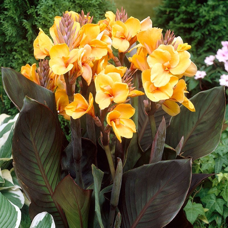 Canna Indica Chocolate