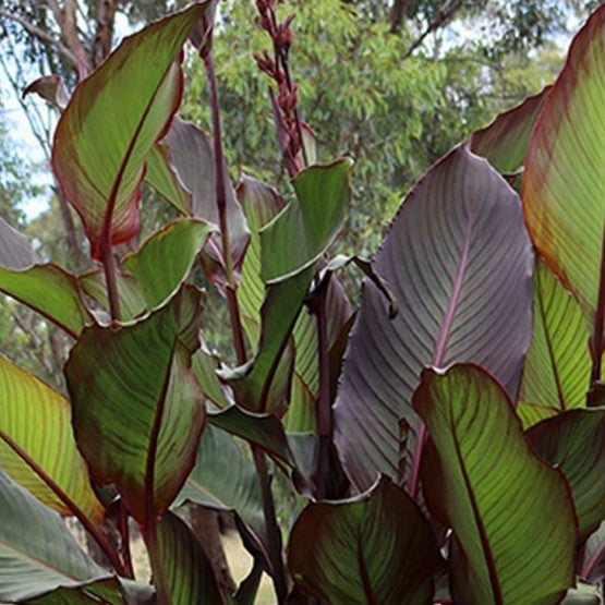 Canna Indica Gigant Red Stripe