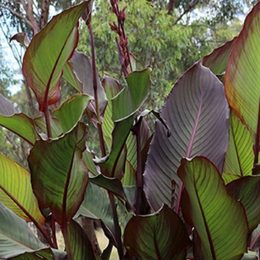 Canna Indica Red Stripe