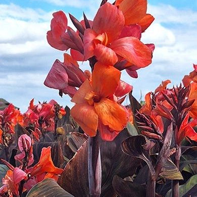 Canna Indica Panache Black
