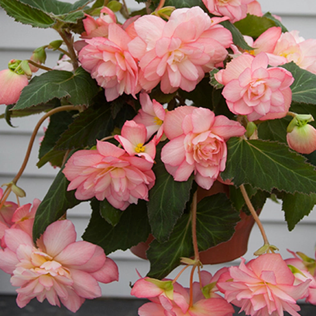 Begonia Cascada Florence