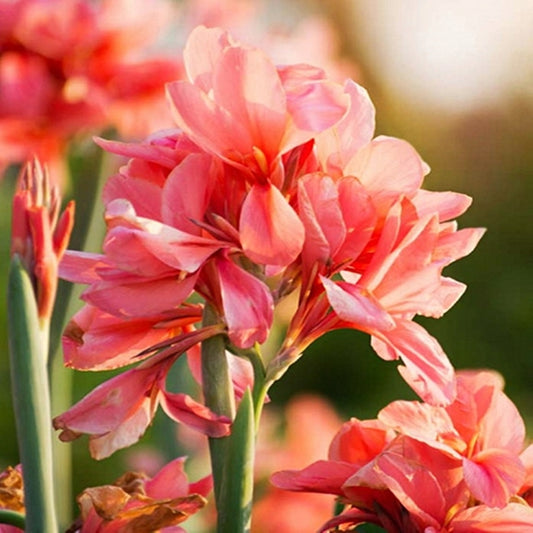 Canna Indica City of Portland
