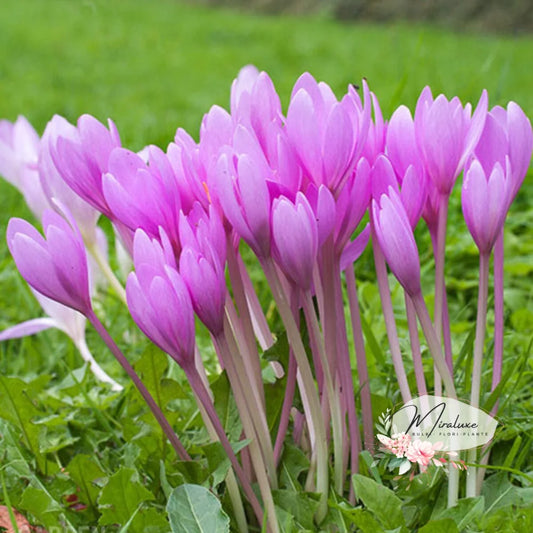 Colchicum Gigant (Brândușe De Toamnă) Crocus