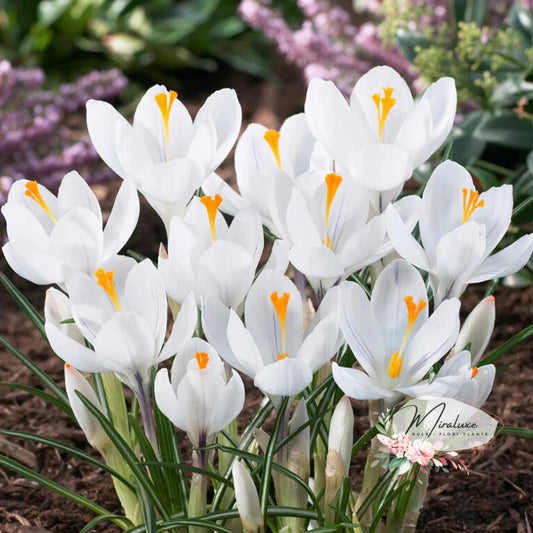 Crocus (Brândușe) Jeanne D’arc